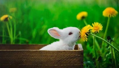 九游官网下载app下载-那些我们熟悉的欧冠“绝杀场面”图片集，欧冠决赛爆冷