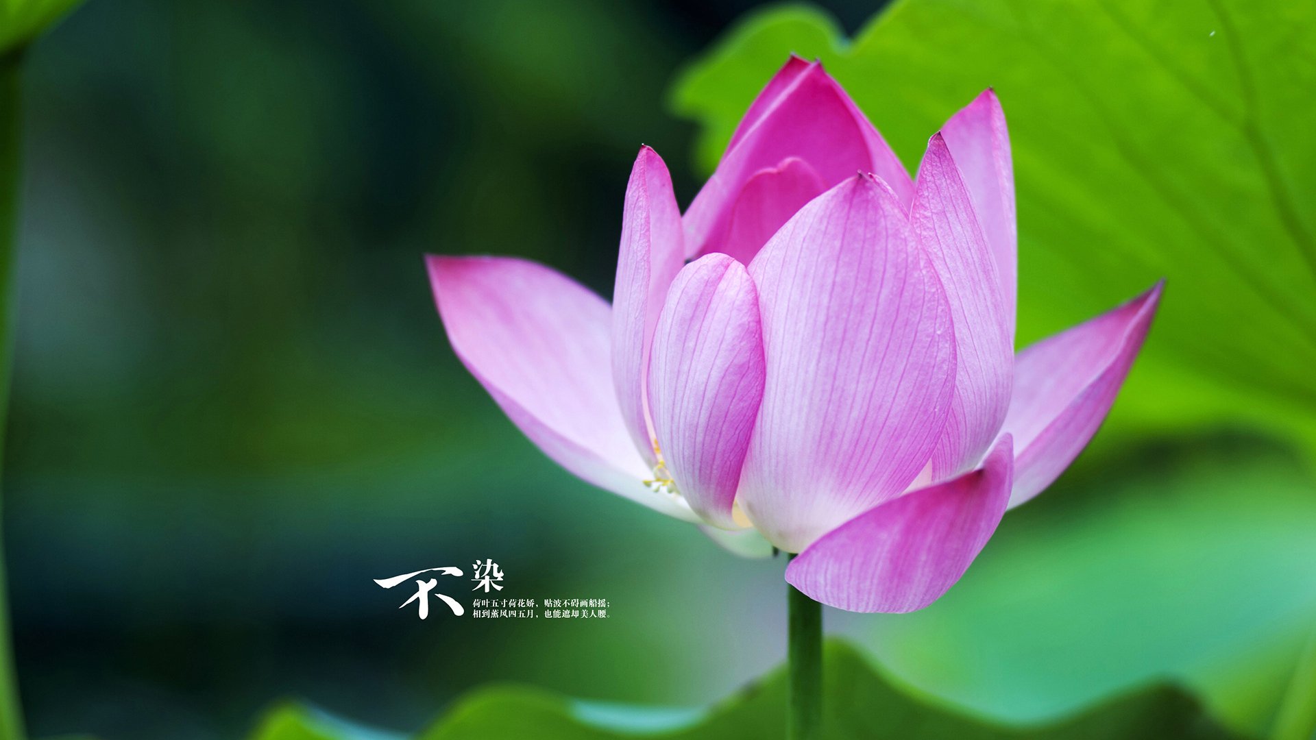 Jiu You-法甲年轻力量：未来巨星即将腾飞！，法甲青训